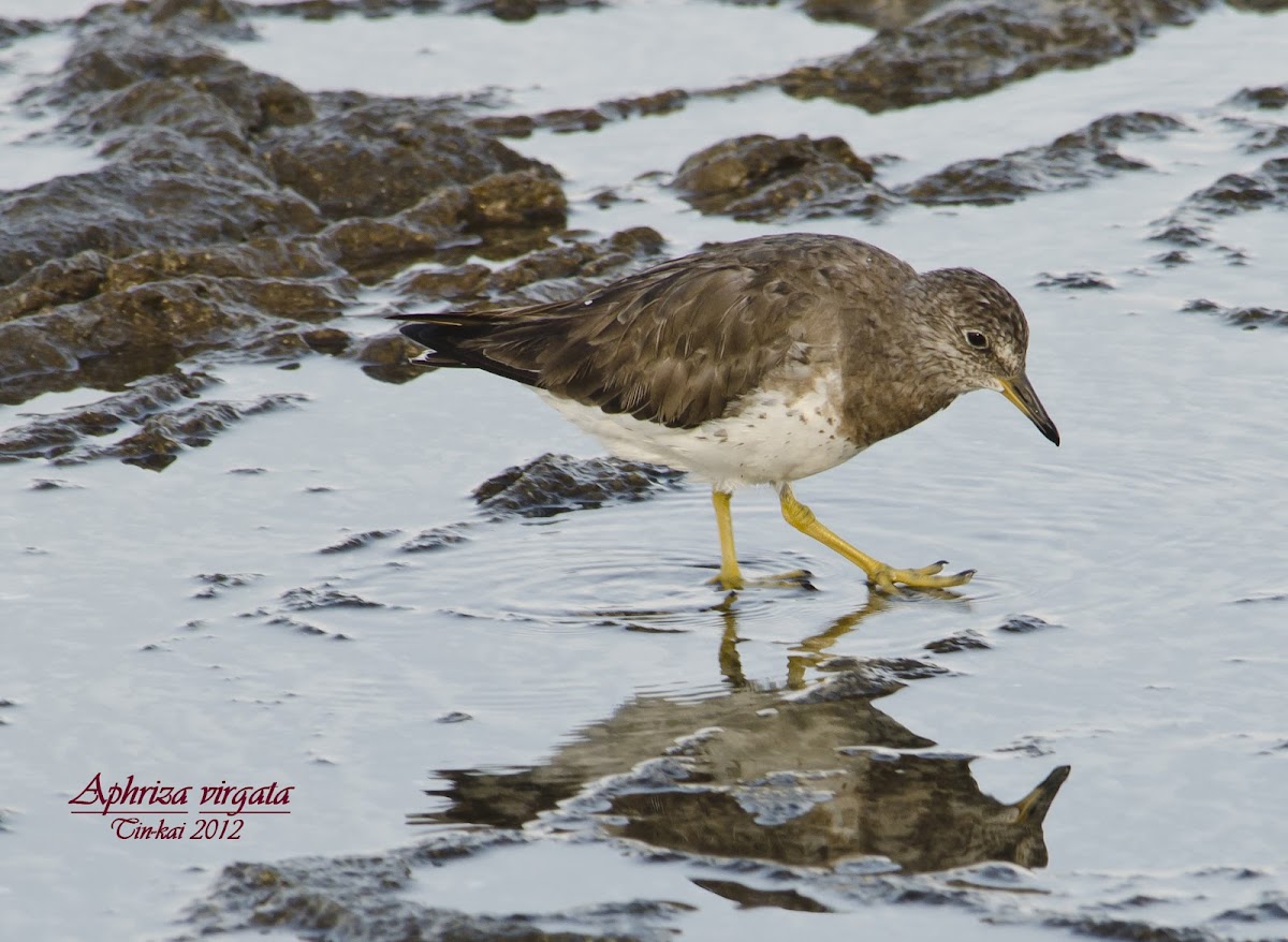 Surfbird