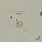 Protozoan