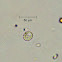 Protozoan