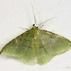 green Geometrid Moth