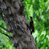 Black-rumped Flameback