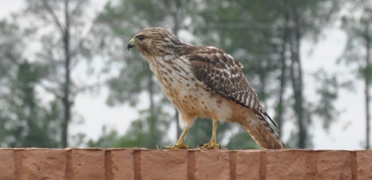 Juvenile Red-Shouldered Hawk