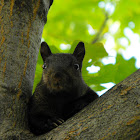 Black Eastern Gray Squirrel (melanistic)
