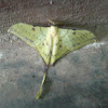 Chinese moon moth