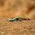 Common Flat Lizard
