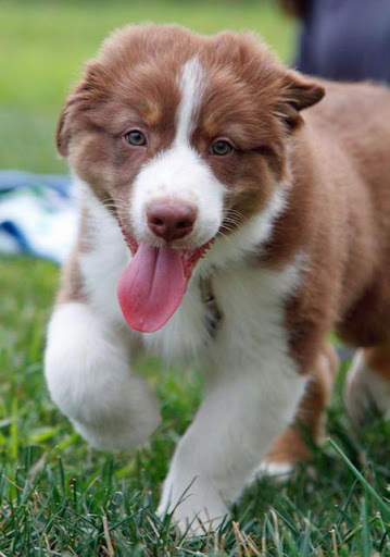 Australian Shepherd Wallpapers