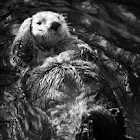 Sea Otter