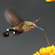 Humble Bee Hawkmoth