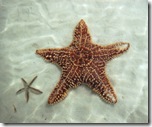 starfish