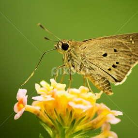 Indian Palm Bob- Butterfly by Sankar Singha - Animals Insects & Spiders