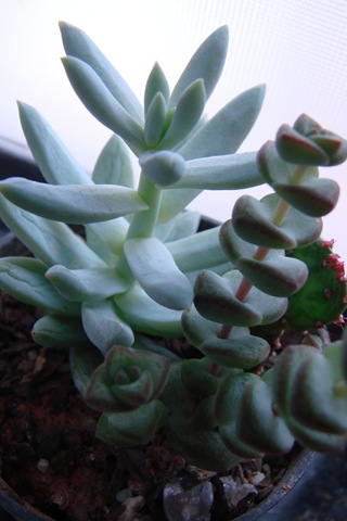 [Suculentas2[8].jpg]