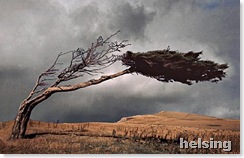 wind
