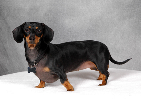 Breed, Dachshund, Brown, Black, Dachshund Dog Breeds,dachshund