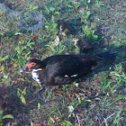 Muscovy Duck