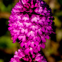 Pyramidal Orchid