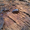 (common) pill-bug or (common) pill woodlouse