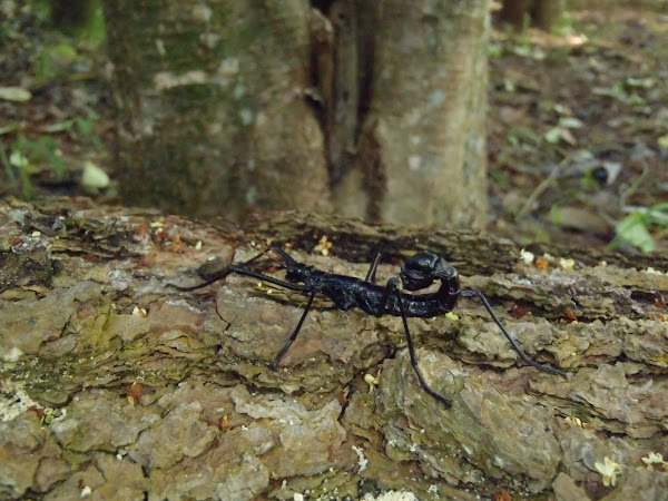 Walking Stick mimic of Scorpion | Project Noah