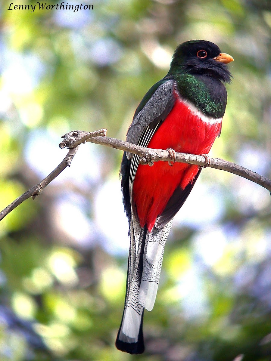 Elegant Trogon