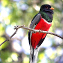 Elegant Trogon