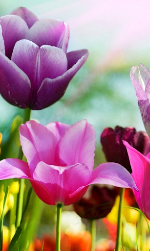 Spring flowers Live Wallpaper