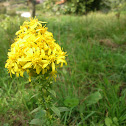 European goldenrod or woundwort