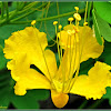 Yellow Caballero, Dwarf Poinciana