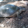 Florida Softshell Turtle