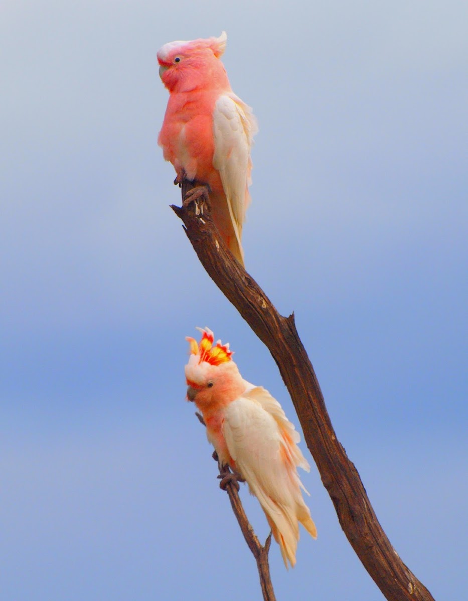 Pink Cockatoo ( Major Mitchell Cockatoo )