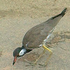 Red wattled Lapwing