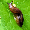 Unknown slug