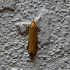Philobota Moth