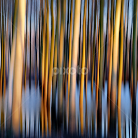 poplar grove at sunset by Claudio Minghi - Abstract Patterns
