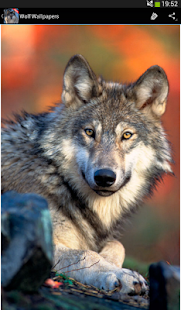 Wolf Wallpapers(圖4)-速報App