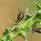 Large Thistle Aphid