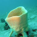 Tube sponge