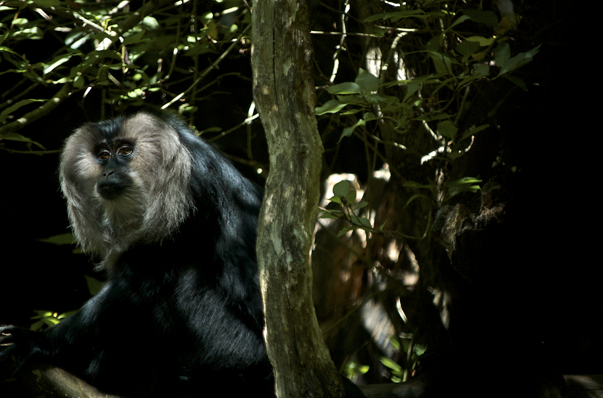 Lion-Tailed Macaque