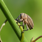 Weevil