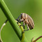 Weevil