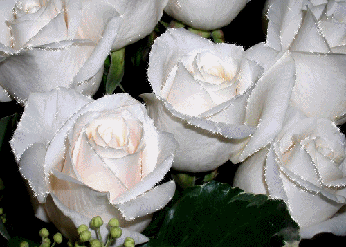 ROSAS+BRANCAS.gif
