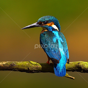Kingfisher by Bob Rawlinson - Animals Birds