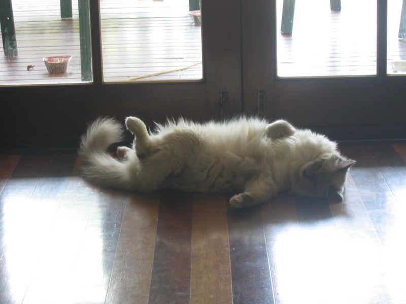 http://lh3.ggpht.com/hingehead/SK0EWo7H71I/AAAAAAAAAJU/HKim7fZxf_k/s800/img%20043.jpg