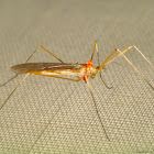 Crane Fly with Mites