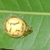 Tortoise Leaf Beetle