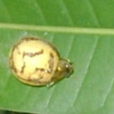 Tortoise Leaf Beetle