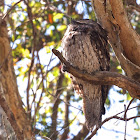 Tawny Frogmouth