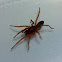 Sowbug (Woodlouse) Killer Spider