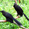 Groove-billed Ani