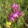 Orchid / Crvena vratiželja