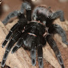 Red rump tarantula