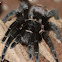 Red rump tarantula